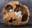 Kattenlounge - Decoratieve teak lounge voor katten - Teak decoratie bol erosie